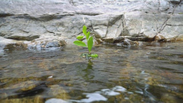 Small plant floating on a clear stream