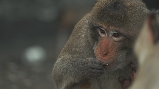 Monkey Eating Sunflower Seeds
