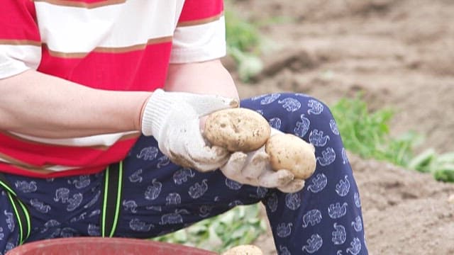 Person Arranging Freshly Harvested Potatoes in a Field