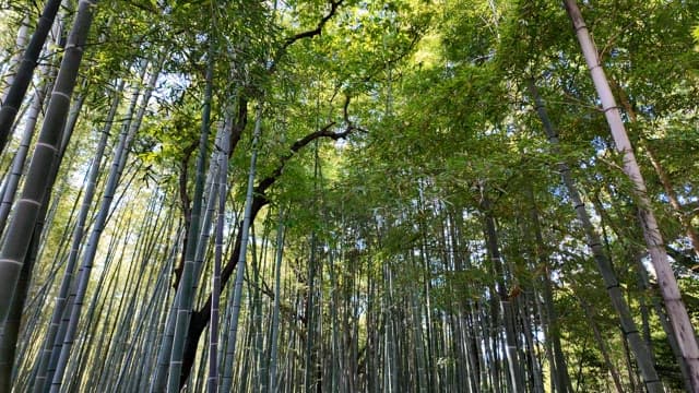 Lush bamboo forest with sunlight filtering through