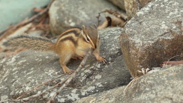 Squirrel chewing on a branch