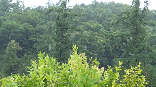 Green forest in the rain on a cloudy afternoon
