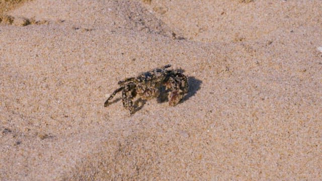 Camouflaged crab on a sandy beach