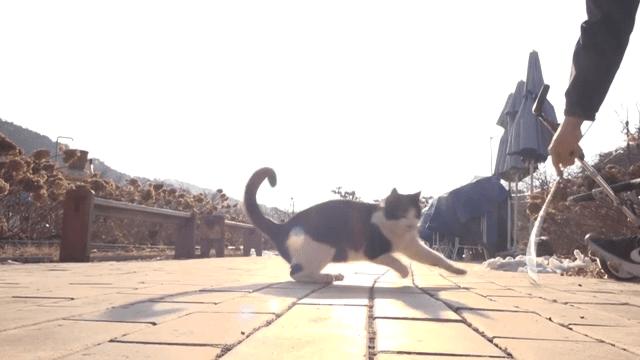 Playful cat on a sunny outdoor path