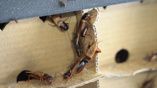 Crickets on a cardboard surface in close-up view