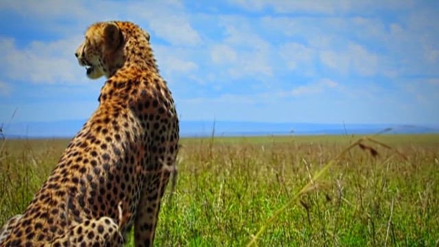 Cheetah Surveying the Savannah