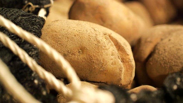 Freshly harvested potatoes in a bag