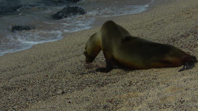 Seal nurturing its pup on sandy shore