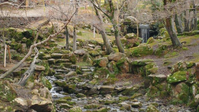 Forest stream flowing through mossy rocks in early spring