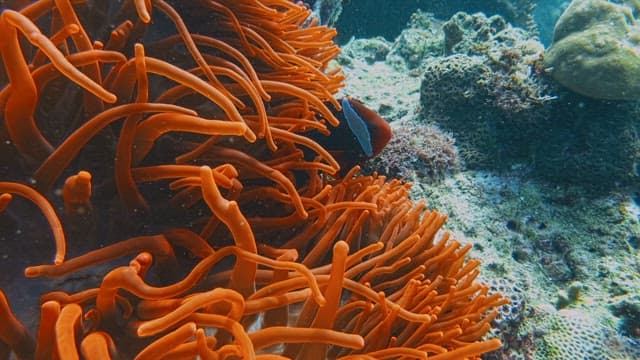 Clownfish Living in Symbiosis with Sea Anemones