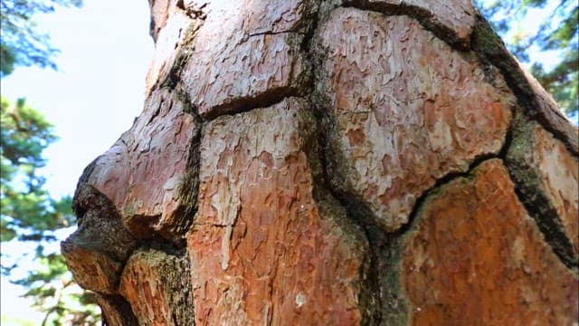 Textured Bark of a Tree Up Close