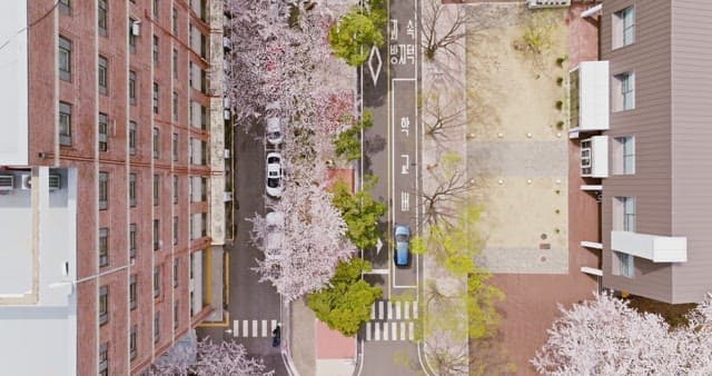 Road within the campus with trees