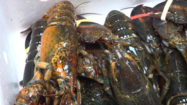 Lobster in a styrofoam box