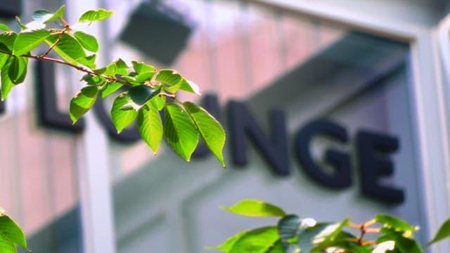 Green leaves in front of the building receiving fresh sunlight