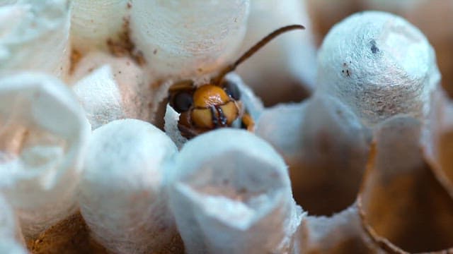 Detailed view of wasp moving around in a hive