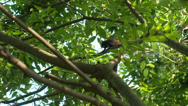 Squirrel moving through tree branches