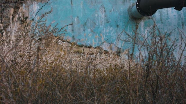 Overgrown Nature Reclaiming an Industrial Facilities