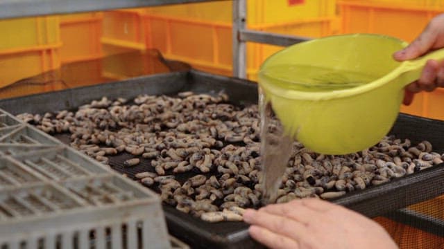Pouring water into a tray of larvas in a farm