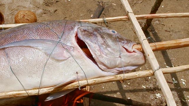 Giant trevally being grilled on an open fire