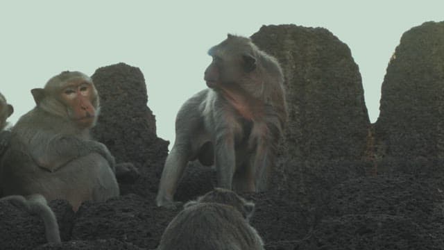 Monkeys Resting on a Stone Structure in Ancient Temple