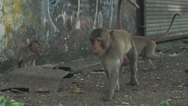 Monkeys in an Alley Eating Greens