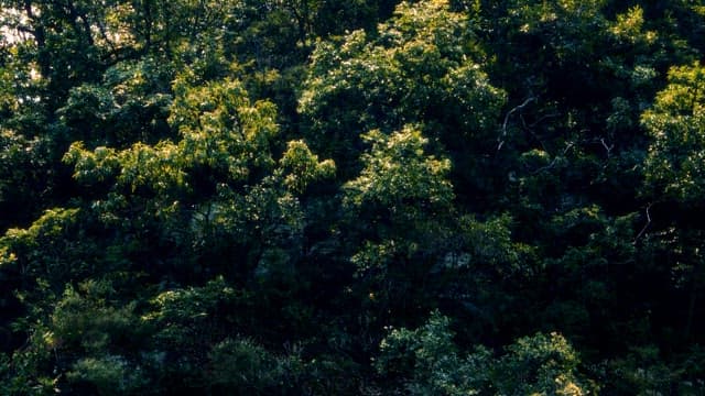 Sunlit Treetops on a Cliffside Forest