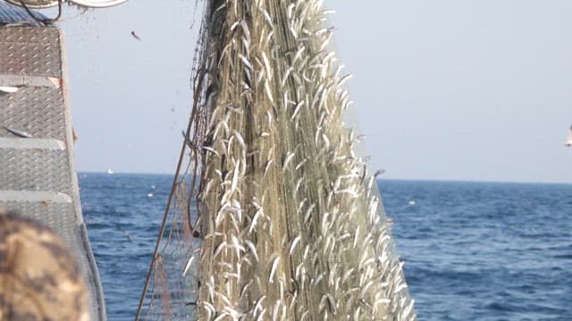 Fishing Work Hauling a Large Net Filled with Fish Caught Fresh from the Ocean