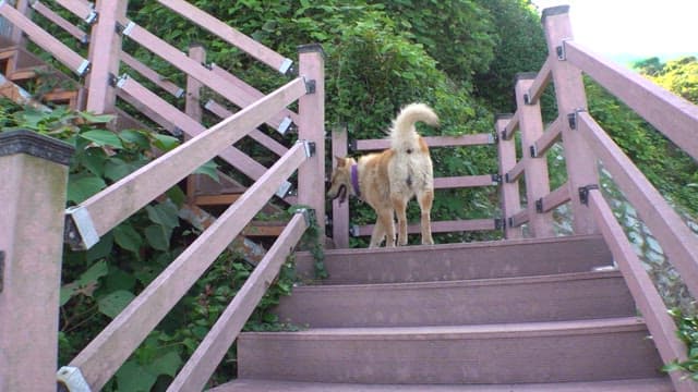 Dog ascending a staircase surrounded by greenery