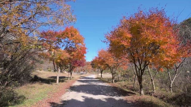 Serene Pathway Through Autumn Trees