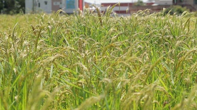 Close-up of rice plants in a field