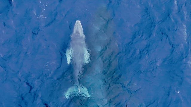 Mother and calf humpback whale swimming together in the ocean