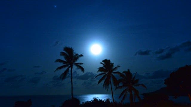 Moonlight over tropical beach with palm trees