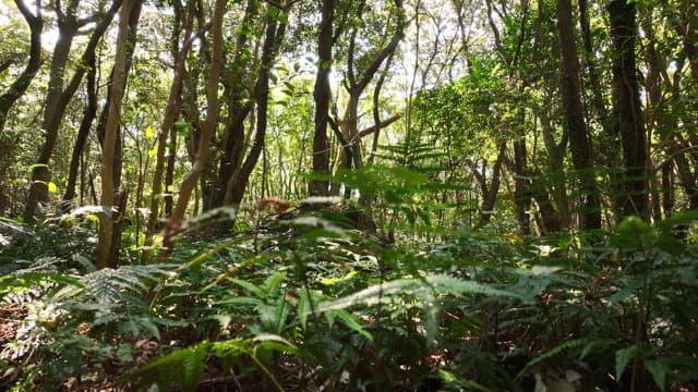 Lush green forest with sunlight