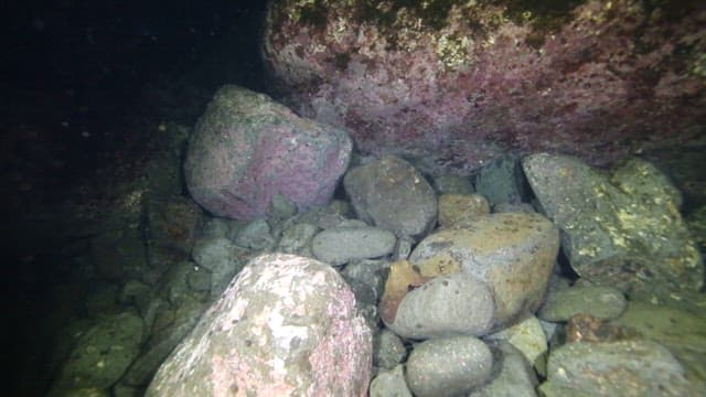 Octopus caught with a hook