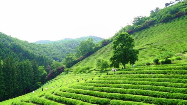 Vast, lush green tea field spread out on a slope