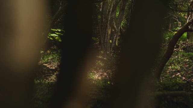 Serene Woodland Path Through Trees