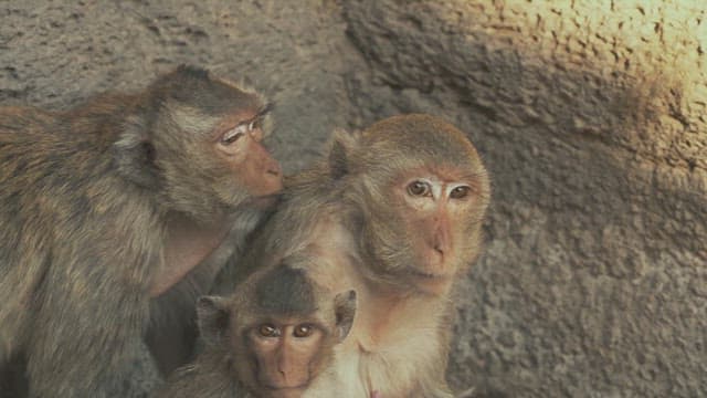 Monkeys Playing on a Stone Structure in Ancient Temple