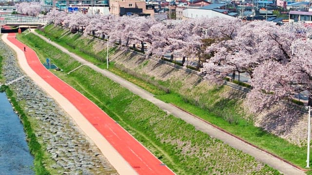 Cherry blossoms along a riverside path