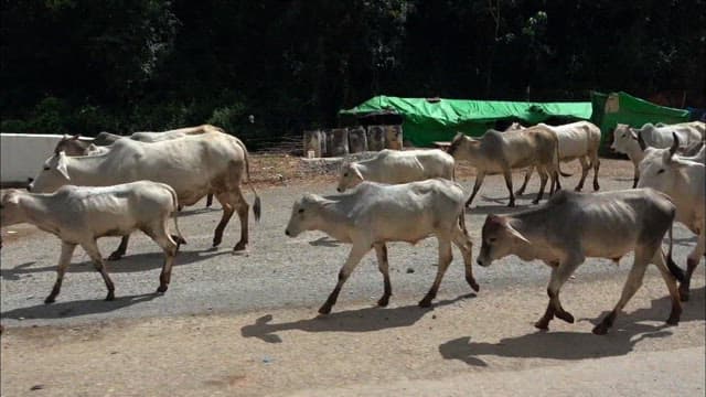 Herd of Cattle Crossing a Rural Road