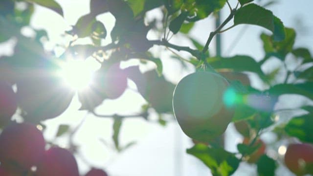 Sunlight Filtering Through Apple Orchard