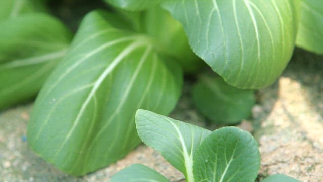 Fresh and green bok choy  growing in a garden