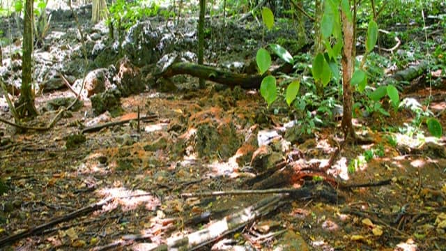 Sunlight filtering through a lush forest