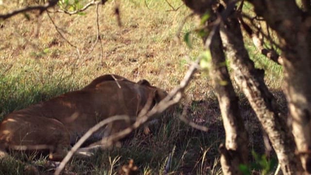 Lioness Resting in the Wilderness