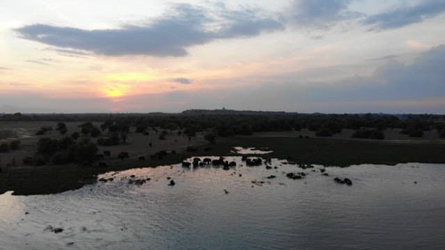 Elephants in a watering hole under a sunset sky