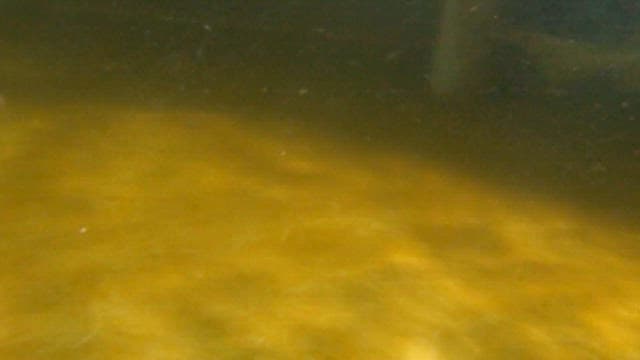 Sturgeon Swimming in a Fish Farm Tank