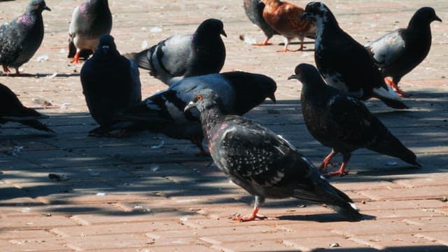 Pigeons gathering on a sidewalk in a park