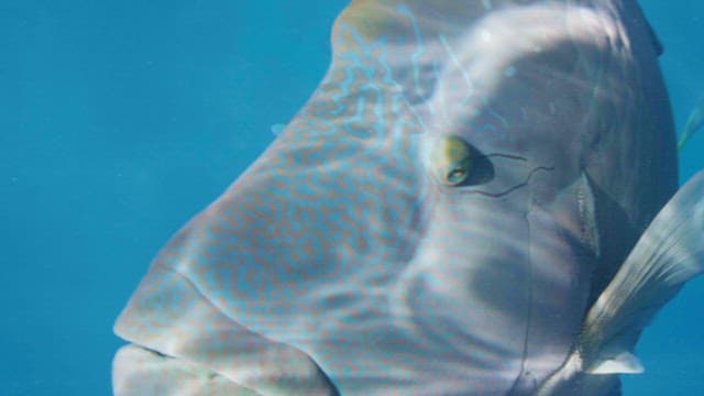 Large humphead wrasse swimming underwater