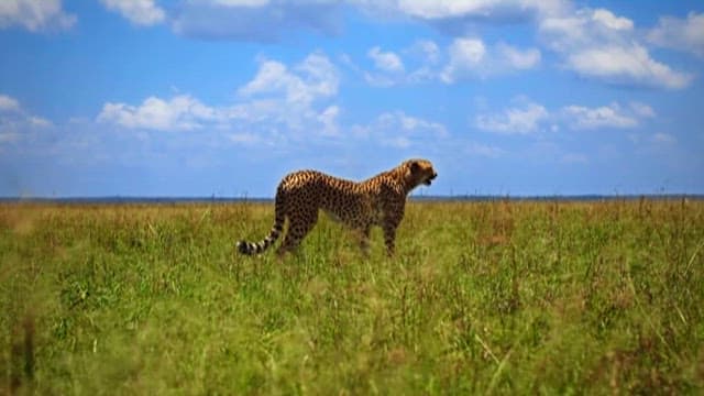 Cheetah roaming in the savannah