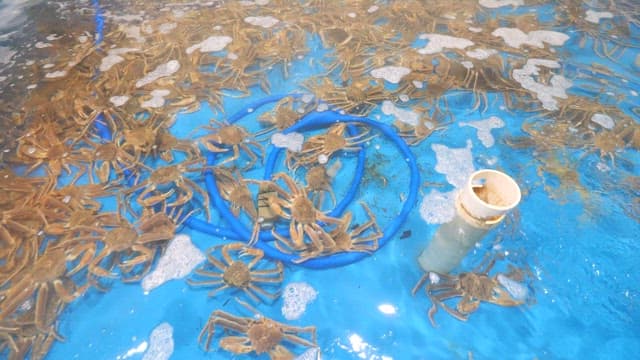 Live crabs displayed in a public aquarium tank for sale