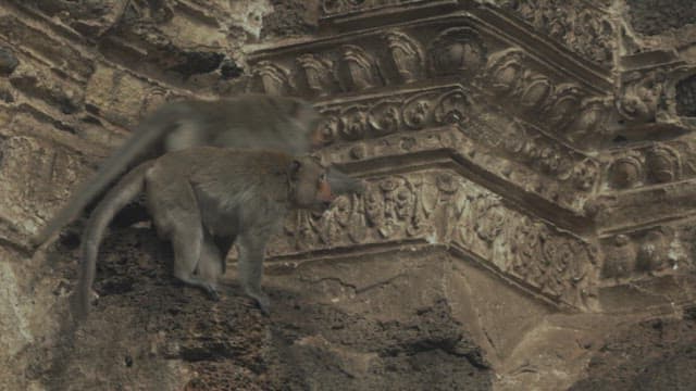 Monkeys Playing on a Stone Structure in Ancient Temple